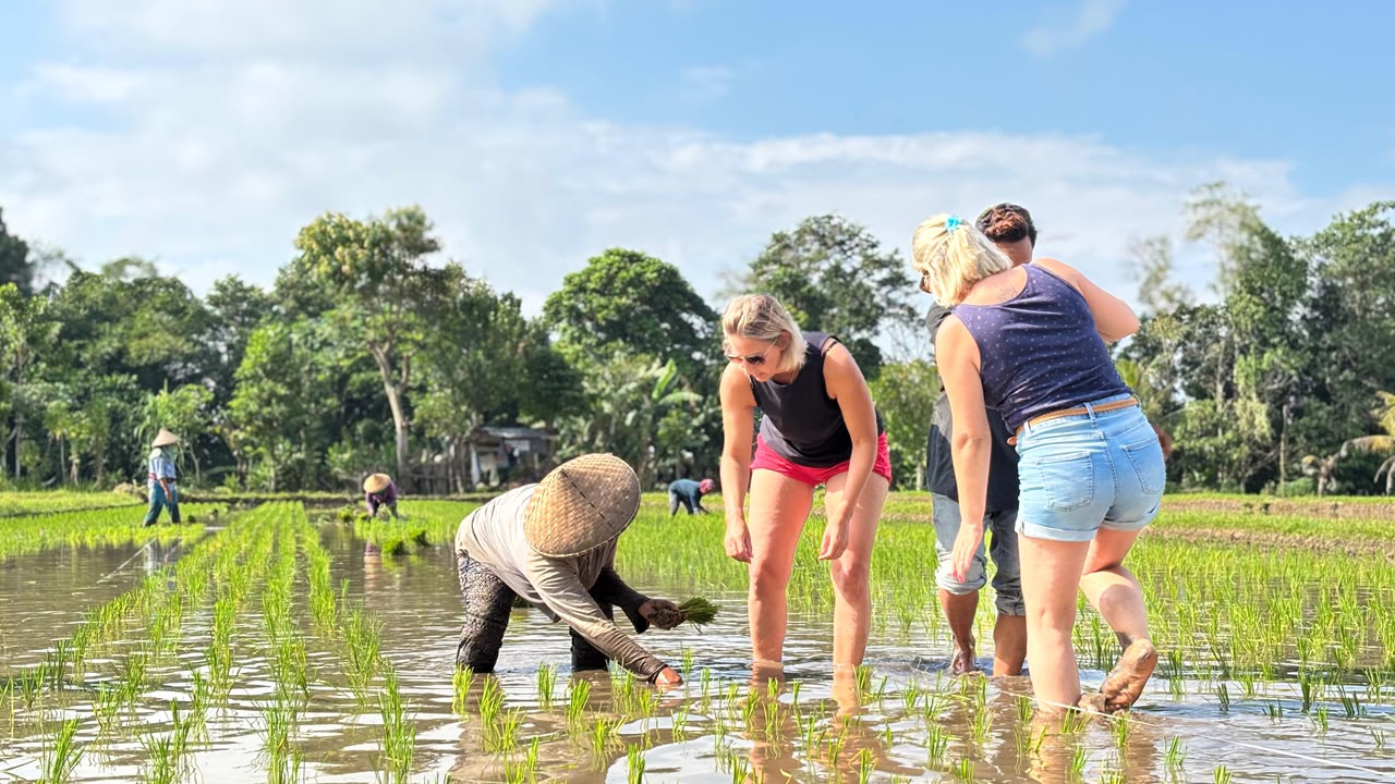 bermain gasing dengan wisatawan sambil melihat dan ikut mencoba pekerjaan petani lokal