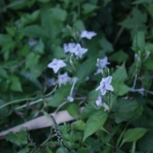 Ara sungsang ( asystasia gengetica )