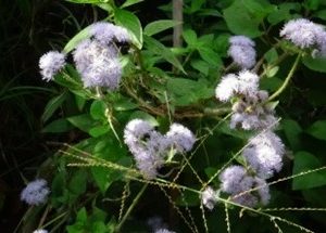 Babadotan ( Ageratum houstonianum )