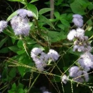 Babadotan ( Ageratum houstonianum )