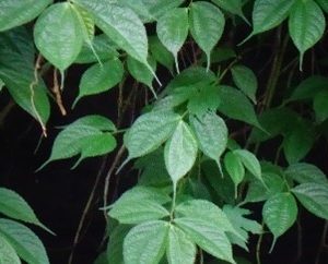 Bayam hutan ( elatostema sessile )