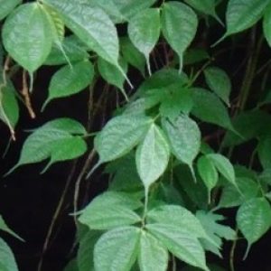 Bayam hutan ( elatostema sessile )