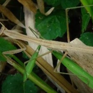 Belalang Sembah Cina