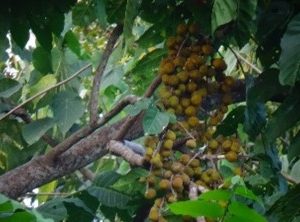 Buah Ketai