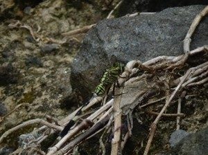 Capung pondhawk timur ( Erythemis simplicicollis )