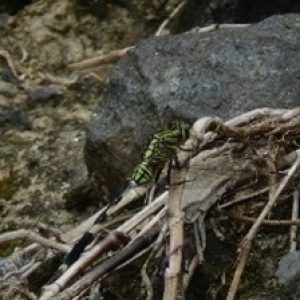 Capung pondhawk timur ( Erythemis simplicicollis )