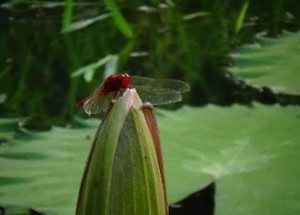 Capung sambar garis hitam ( Crocothemis servilia )