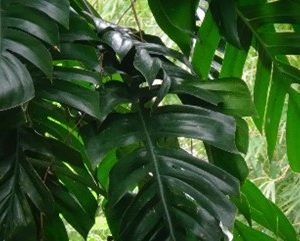 Kerisang ( Rhaphidophora Crassicaulis )