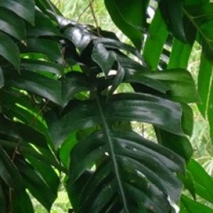 Kerisang ( Rhaphidophora Crassicaulis )