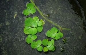 Kiambang / kapu-kapu ( Pistia stratiotes )