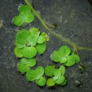 Kiambang / kapu-kapu ( Pistia stratiotes )