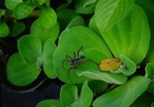 Laba-laba serigala ( pardosa )