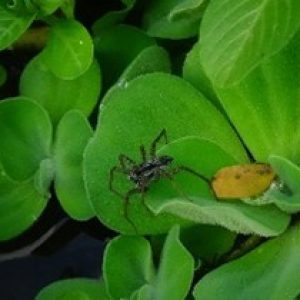 Laba-laba serigala ( pardosa )