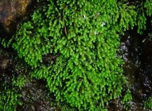 Lumut Bintang heath ( Campylopus introflexus )