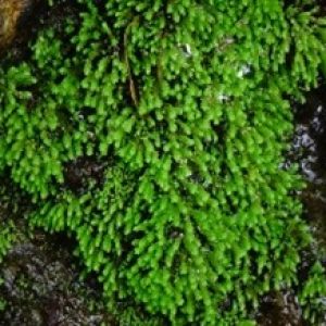 Lumut Bintang heath ( Campylopus introflexus )