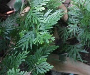 Pakis merak / paku merak ( Selaginella flabellata )