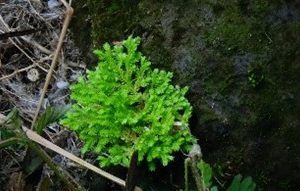 Paku Cakar Ayam ( selaginella deoderleinii )