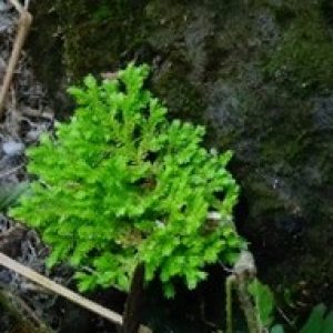 Paku Cakar Ayam ( selaginella deoderleinii )