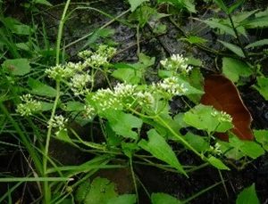 Sembung Rambat ( Mikania Cordifolia )