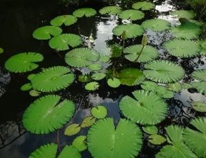 Teratai ( nymphea lotus )