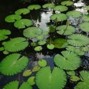 Teratai ( nymphea lotus )