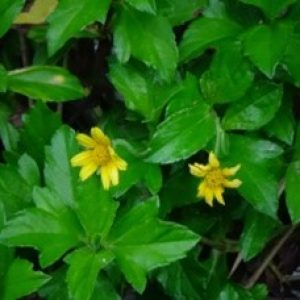 Wedelia ( Sphagneticola trilobata )