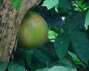 Buah bile ( Crescentia cujete )