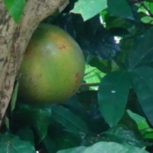 Buah bile ( Crescentia cujete )